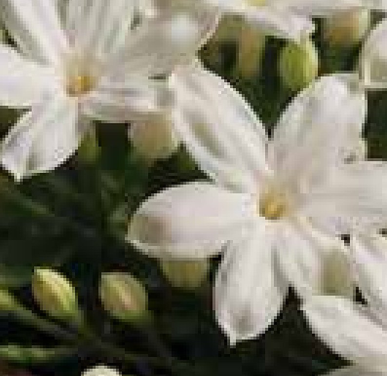 Jasmine Absolute