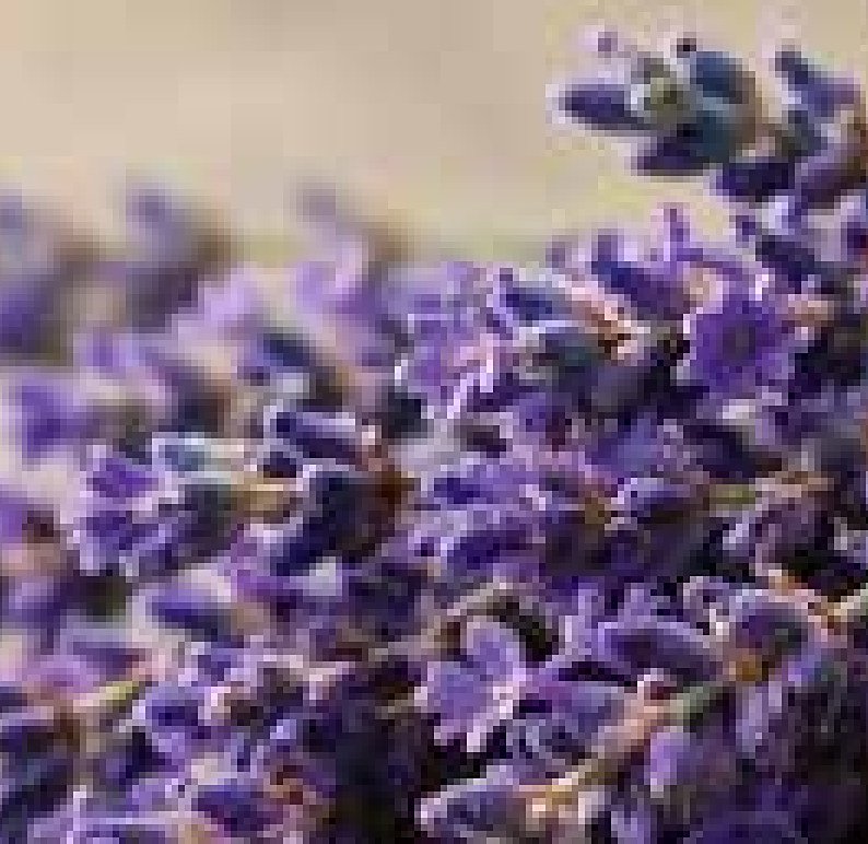 True Lavender