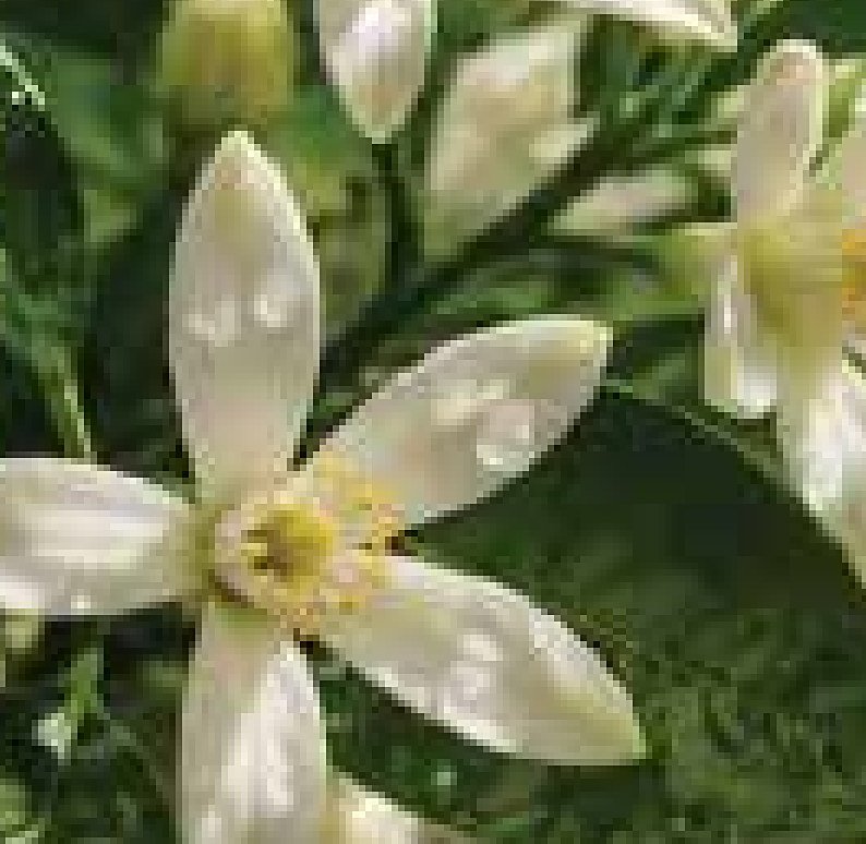 Neroli
