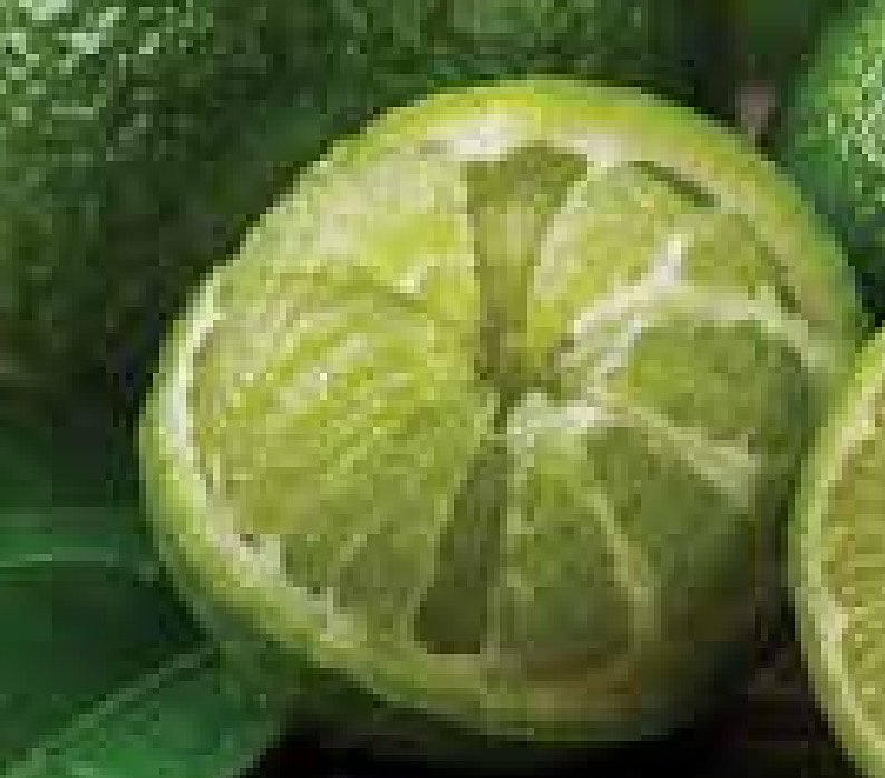 Green Mandarin