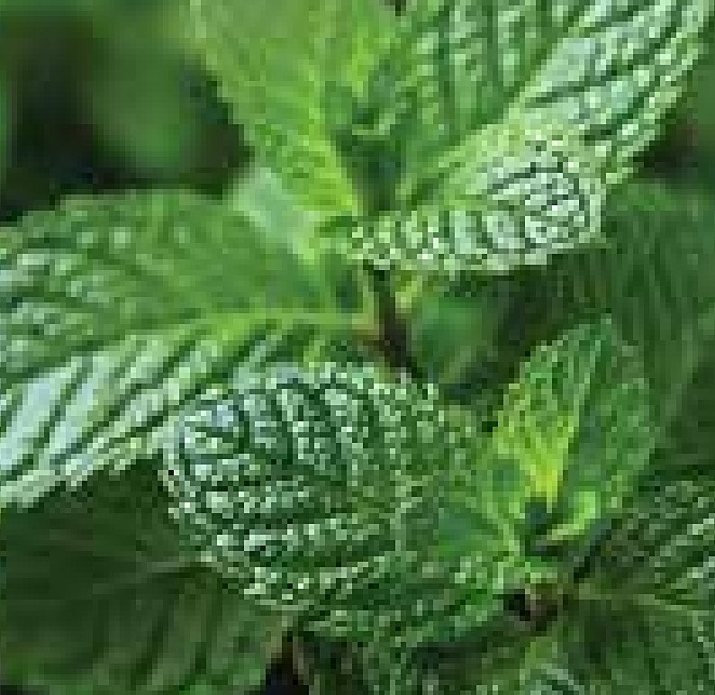 Peppermint