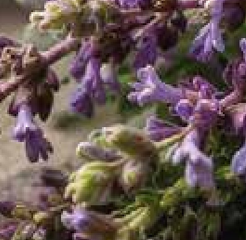 Clary Sage