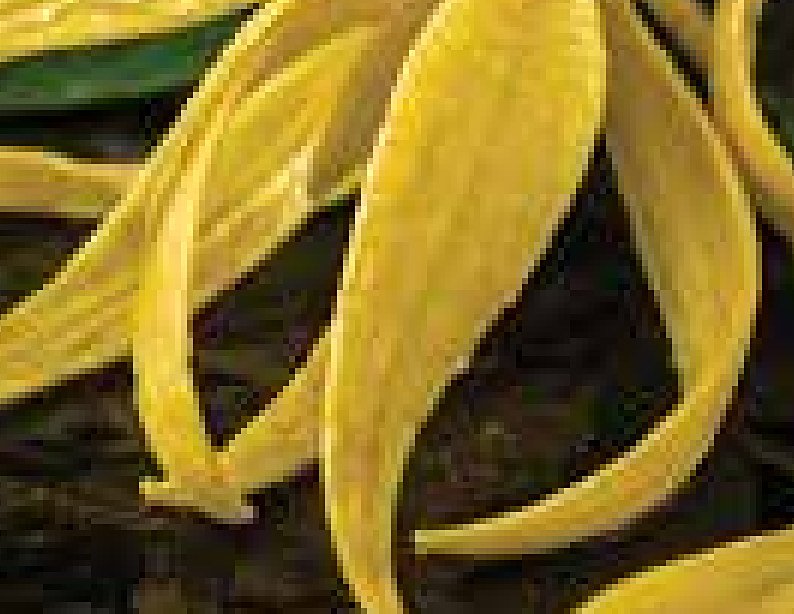 Ylang Ylang Extra