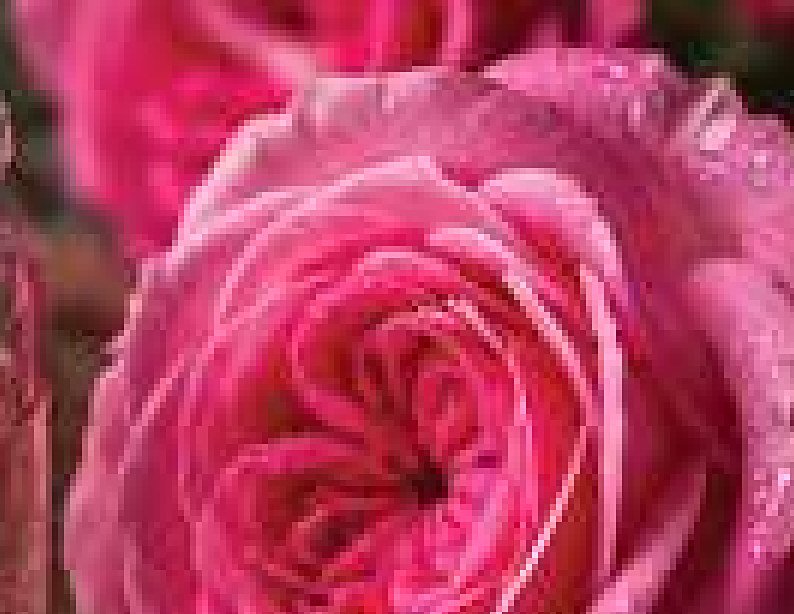 Damask Rose