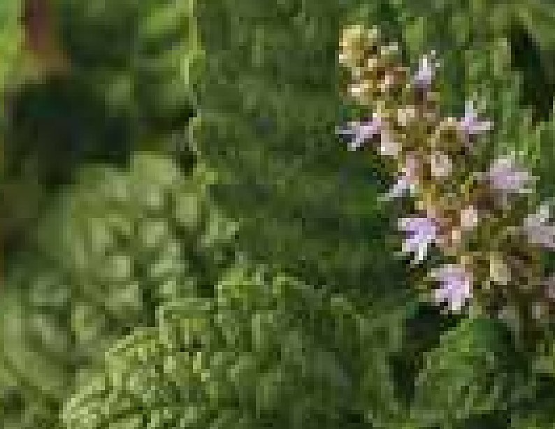 Patchouli