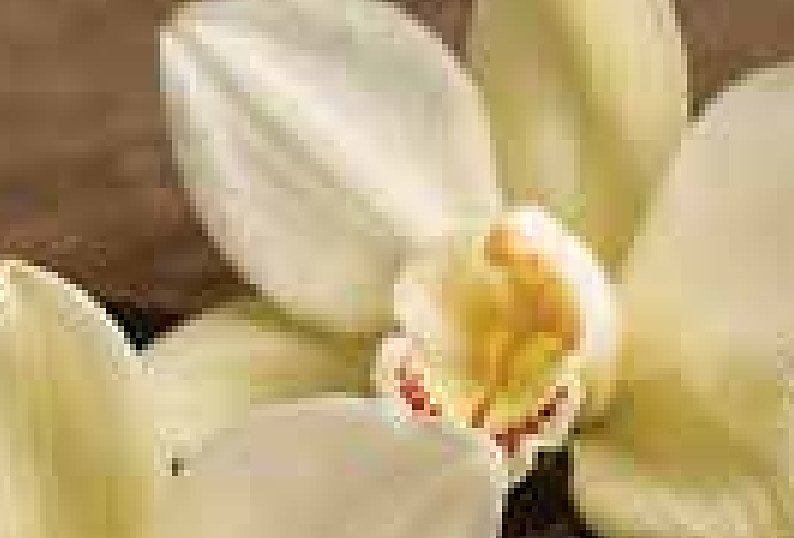 Madagascar Vanilla Absolute