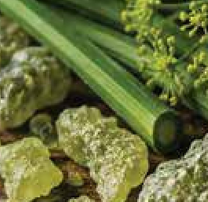 Galbanum
