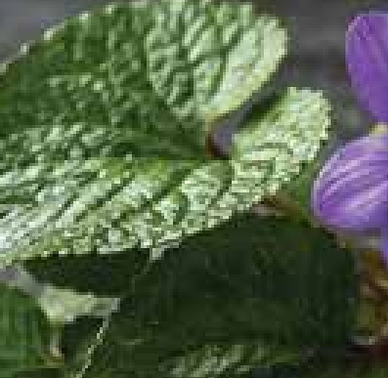 Violet Leaf Absolute