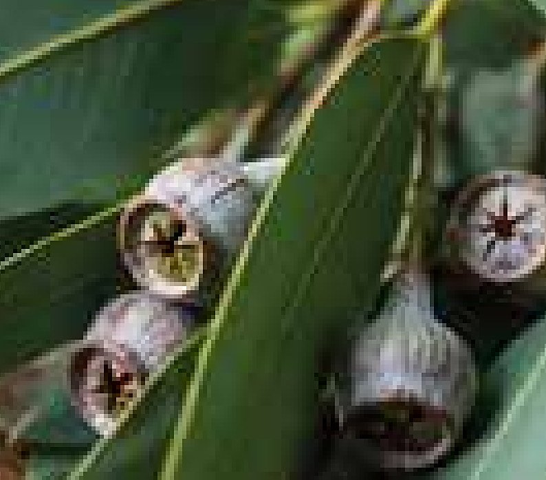 Eucalyptus Radiata