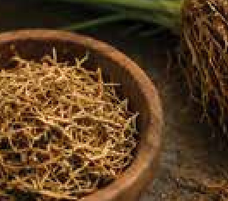 Vetiver