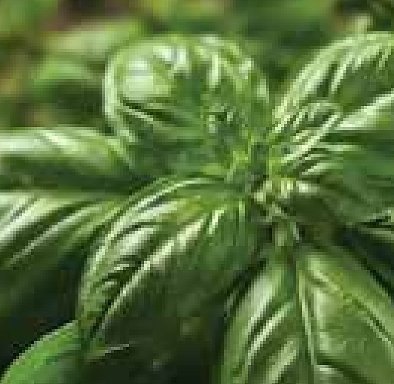 Sweet Basil