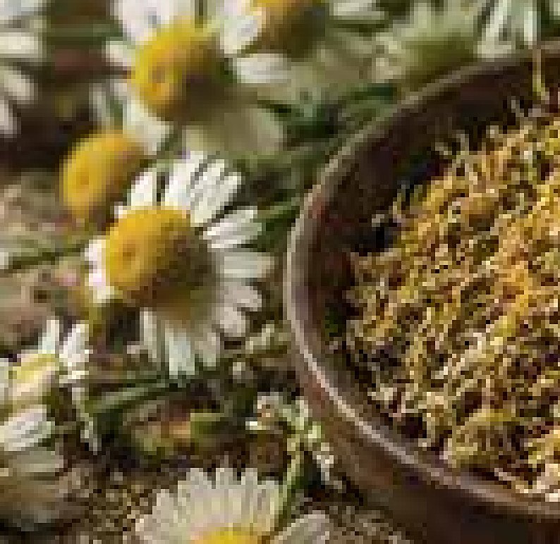 Roman Chamomile