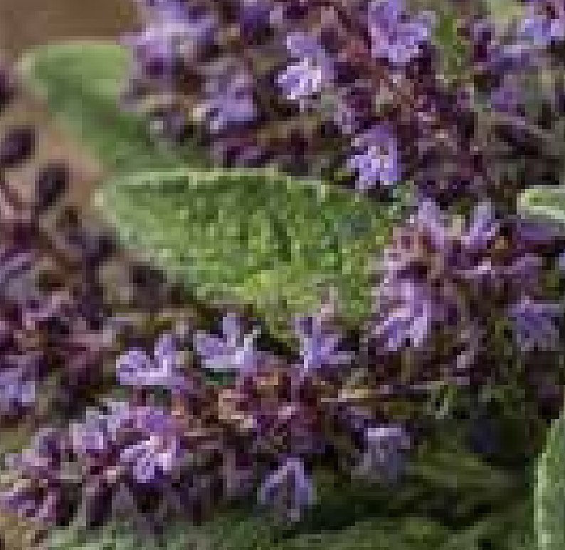 Clary Sage