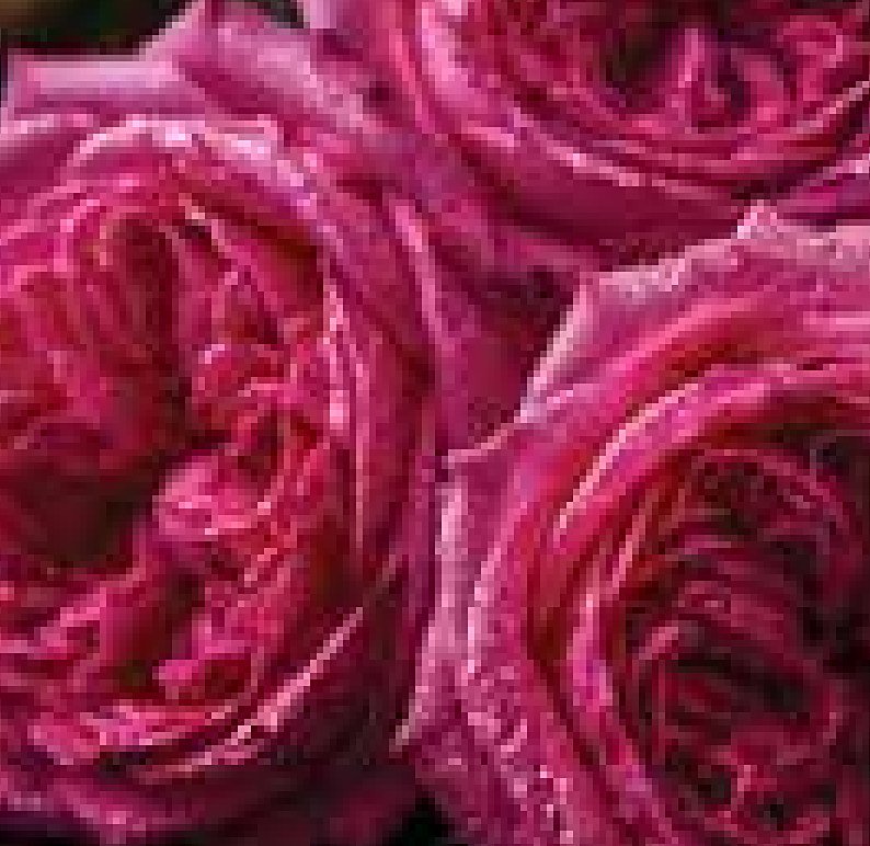 Taif Rose / Damask Rose