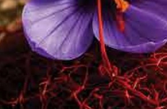 Persian Saffron