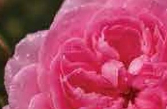 Taif Rose